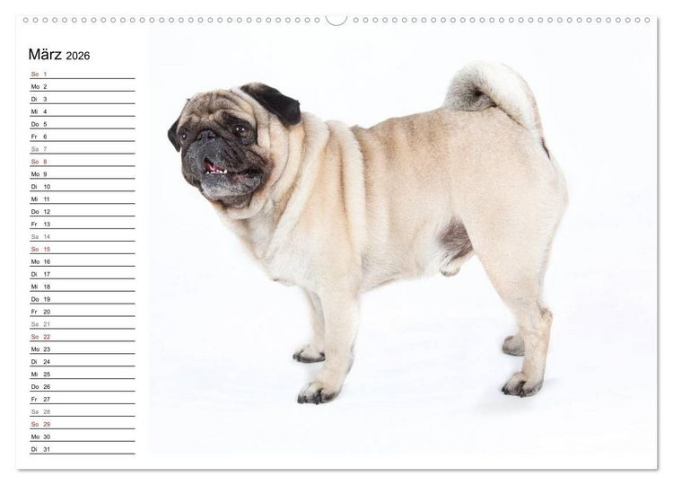 Produktbild: Mops - unwiderstehlich und charmant (hochwertiger Premium Wandkalender 2026 DIN A2 quer), Kunstdruck in Hochglanz
