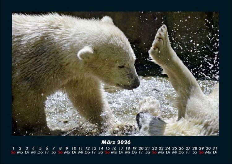 Produktbild: Eisb&auml;ren 2026 Fotokalender DIN A4