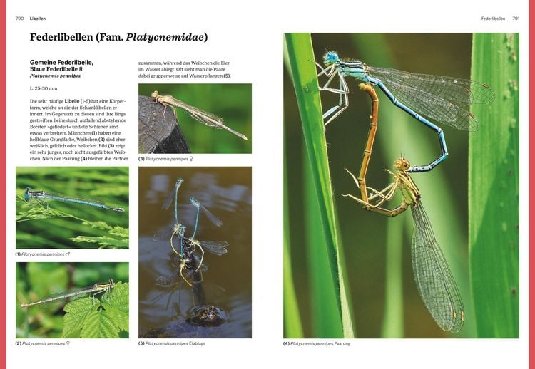 Produktbild: Das gro&szlig;e BLV Handbuch Insekten