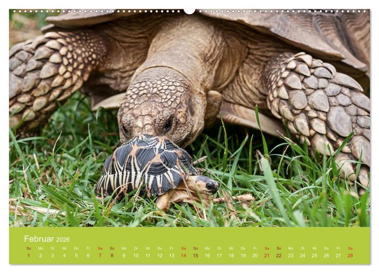 Produktbild: Meine Schildkr&ouml;ten (Wandkalender 2026 DIN A2 quer), CALVENDO Monatskalender