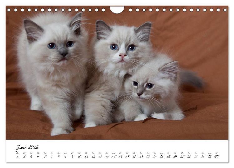 Produktbild: Ragdoll Kitten (Wandkalender 2026 DIN A4 quer), CALVENDO Monatskalender