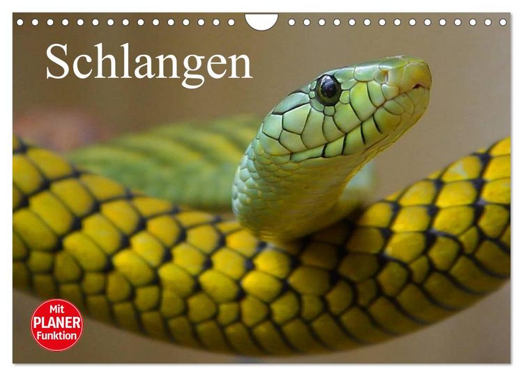 Produktbild: Schlangen (Wandkalender 2026 DIN A4 quer), CALVENDO Monatskalender