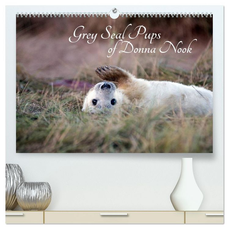 Produktbild: Grey Seal Pups of Donna Nook (High Quality Premium Wall Calendar 2026 DIN A2 landscape),CALVENDO 12 Month Wall Calendar
