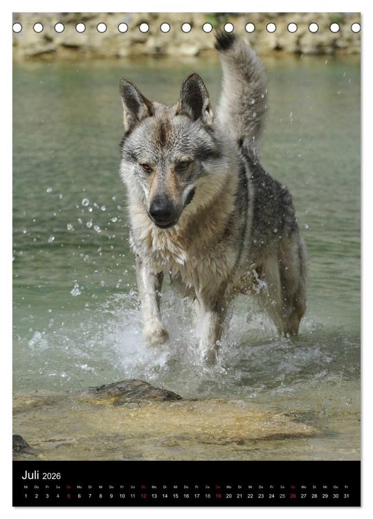 Produktbild: Faszination Wolfhund (Tischkalender 2026 DIN A5 hoch), CALVENDO Monatskalender
