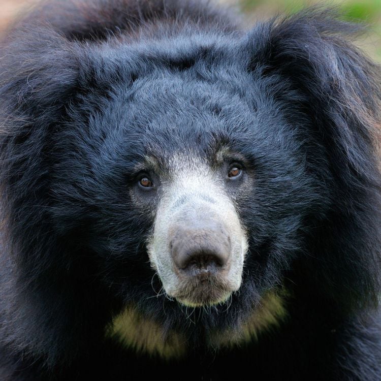Produktbild: Bears 2027