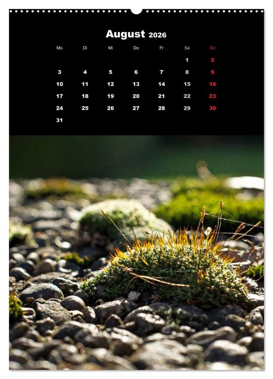 Produktbild: Die Welt der Moose. Ein Blick nach unten (hochwertiger Premium Wandkalender 2026 DIN A2 hoch), Kunstdruck in Hochglanz