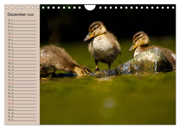 Produktbild: G&auml;nse und Enten. Schnattern, watscheln, quaken! (Wandkalender 2026 DIN A4 quer), CALVENDO Monatskalender