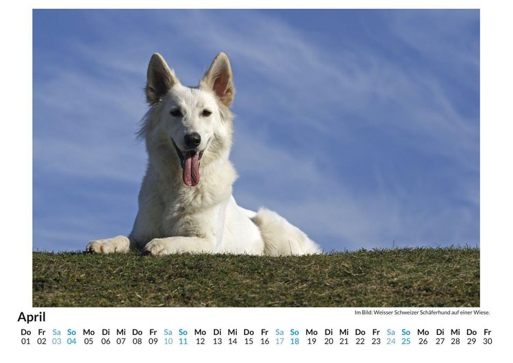 Produktbild: Berger Blanc Suisse