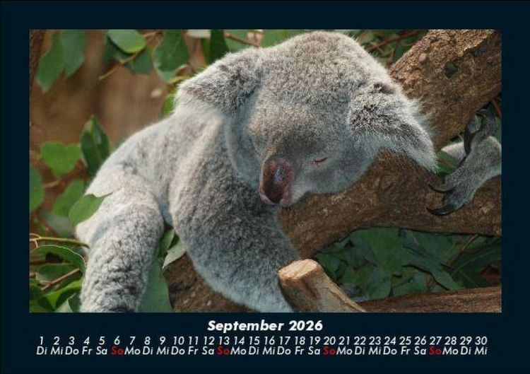 Produktbild: Koala 2026 Fotokalender DIN A5