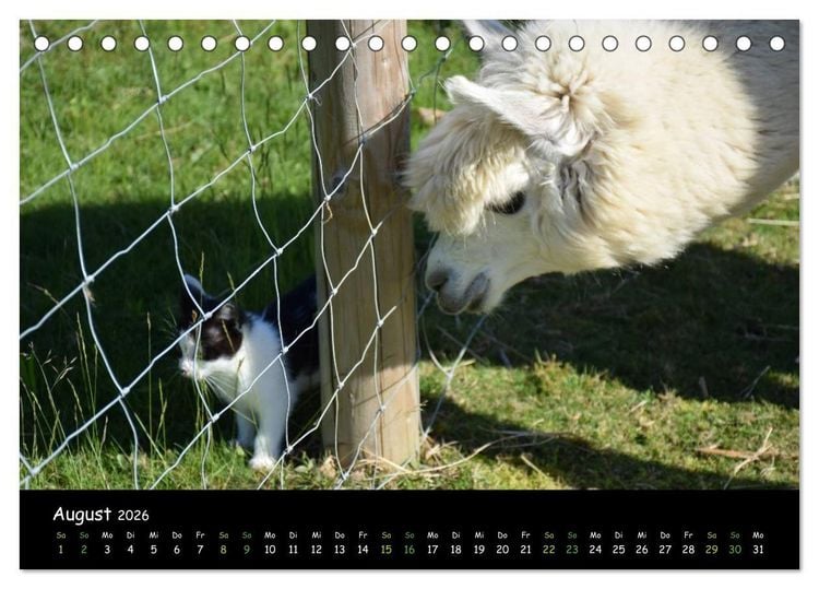 Produktbild: Alpakas zum Verlieben (Tischkalender 2026 DIN A5 quer), CALVENDO Monatskalender