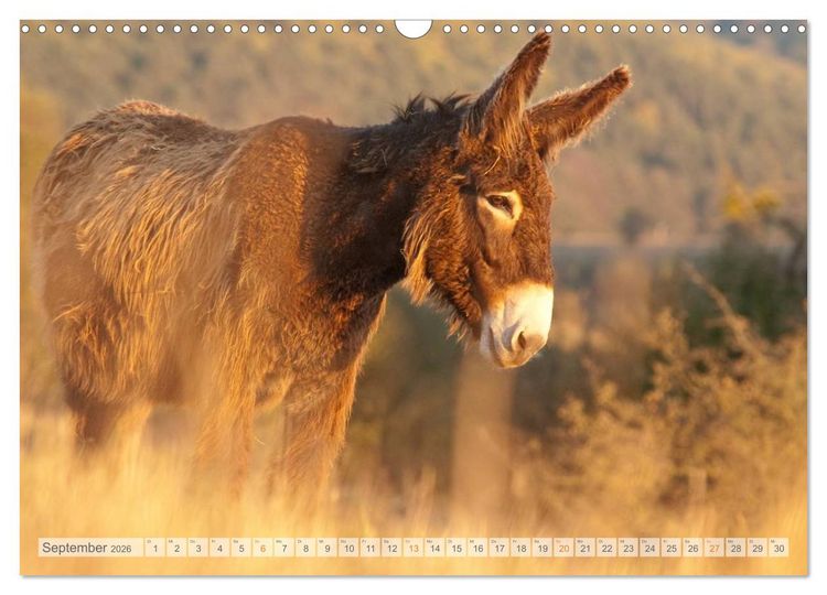 Produktbild: Zauberhafte Esel (Wandkalender 2026 DIN A3 quer), CALVENDO Monatskalender