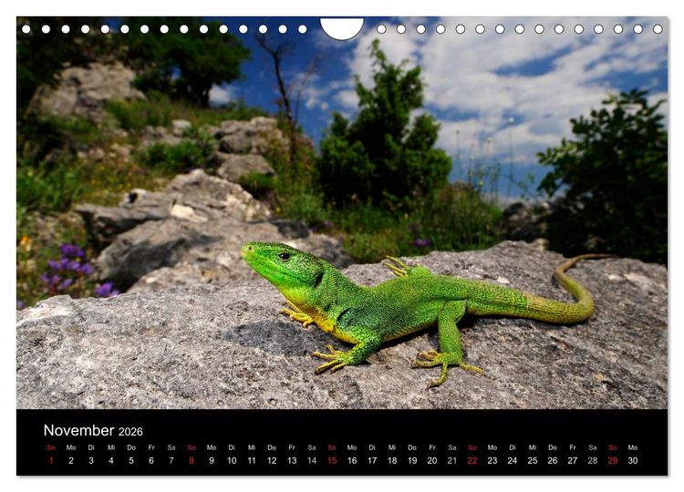 Produktbild: REPTILIEN (Wandkalender 2026 DIN A4 quer), CALVENDO Monatskalender