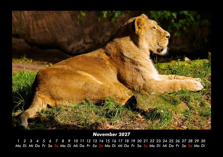 Produktbild: L&ouml;wen in der Wildnis 2027 Fotokalender DIN A3