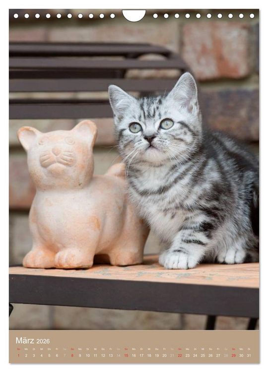 Produktbild: Britisch Kurzhaar Katzenkalender (Wandkalender 2026 DIN A4 hoch), CALVENDO Monatskalender
