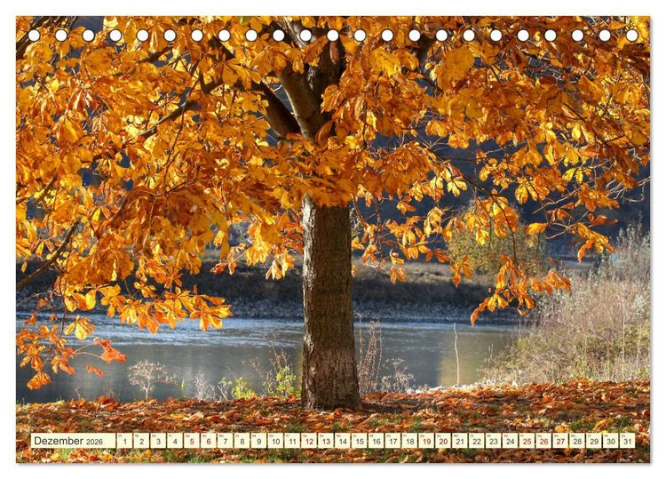 Produktbild: B&auml;ume, der Atem der Natur (Tischkalender 2026 DIN A5 quer), CALVENDO Monatskalender