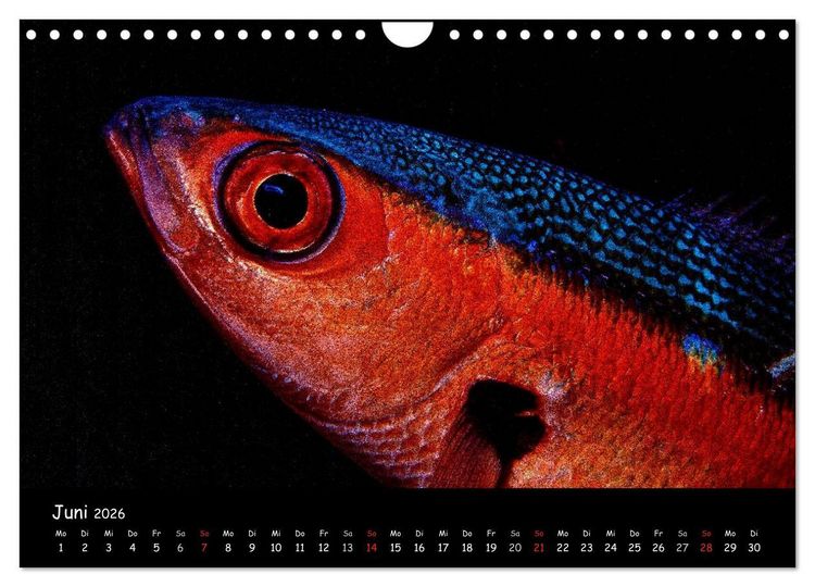 Produktbild: Die Welt unter Wasser (Wandkalender 2026 DIN A4 quer), CALVENDO Monatskalender