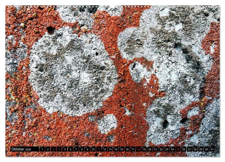 Produktbild: Welt der Flechten (hochwertiger Premium Wandkalender 2026 DIN A2 quer), Kunstdruck in Hochglanz