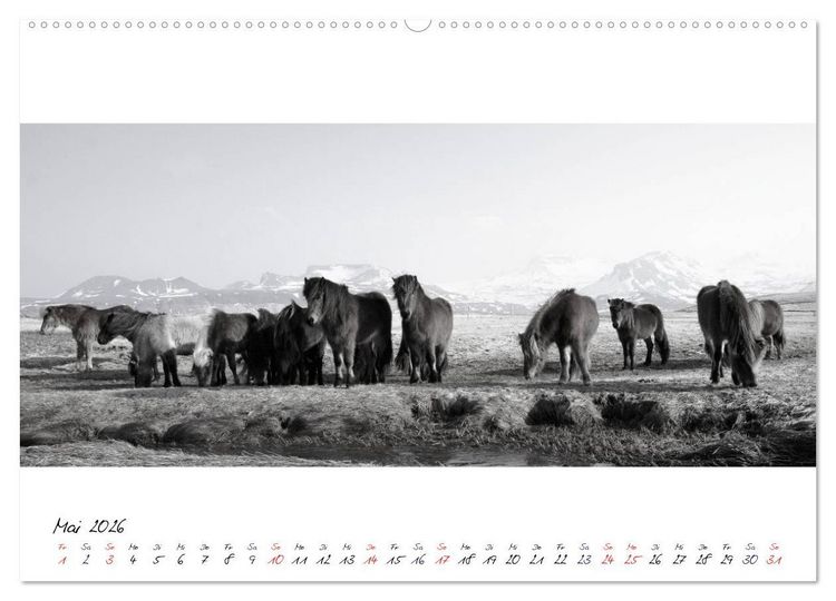 Produktbild: Islandpferde von Brimilsvellir (hochwertiger Premium Wandkalender 2026 DIN A2 quer), Kunstdruck in Hochglanz
