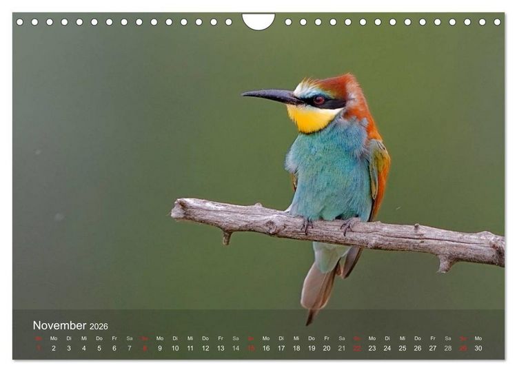 Produktbild: Europ&auml;ische Bienenfresser (Wandkalender 2026 DIN A4 quer), CALVENDO Monatskalender
