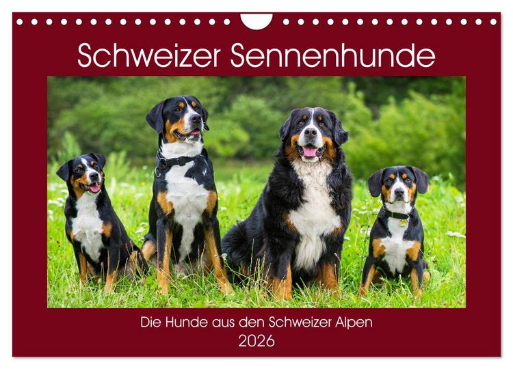 Produktbild: Schweizer Sennenhunde - die Hunde aus den Schweizer Alpen (Wandkalender 2026 DIN A4 quer), CALVENDO Monatskalender