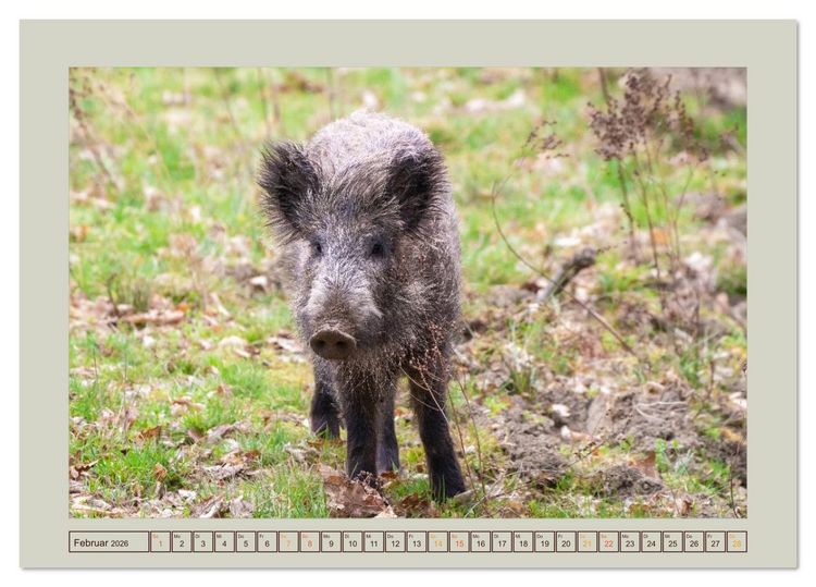 Produktbild: Wildschweine ganz nah an der Sau (Sus scrofa) von Tanja Riedel (Tischkalender 2026 DIN A5 quer), CALVENDO Monatskalender