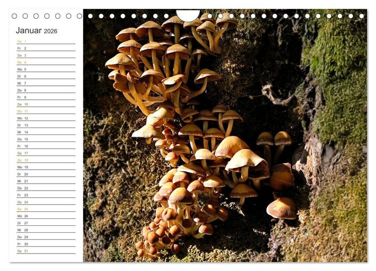 Produktbild: Schwammerl Egerlinge Pilze (Wandkalender 2026 DIN A4 quer), CALVENDO Monatskalender