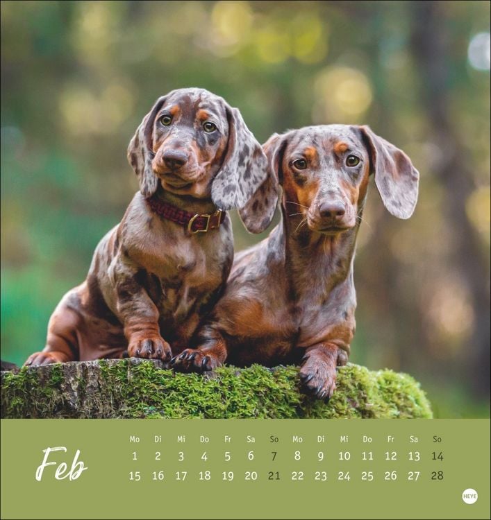 Produktbild: Dackel Postkartenkalender 2027