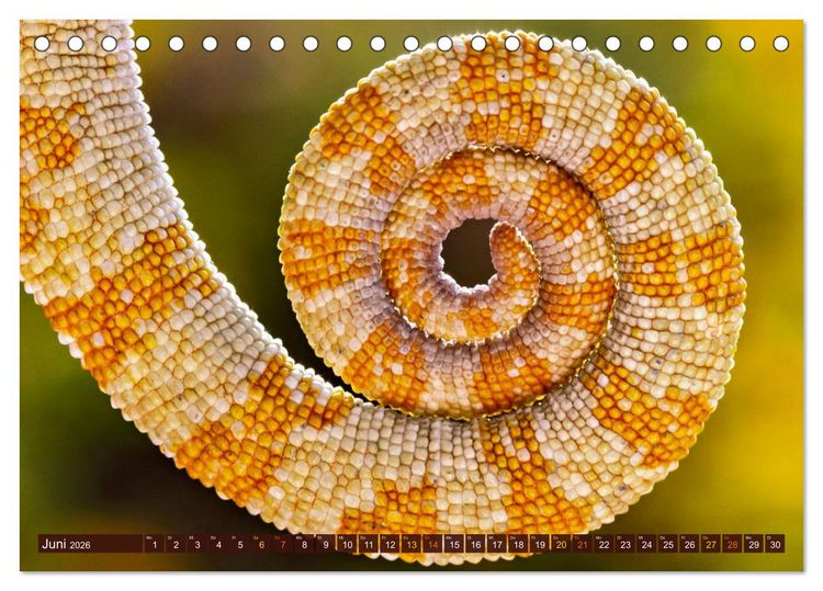 Produktbild: Cham&auml;leon - exotisches Reptil (Tischkalender 2026 DIN A5 quer), CALVENDO Monatskalender