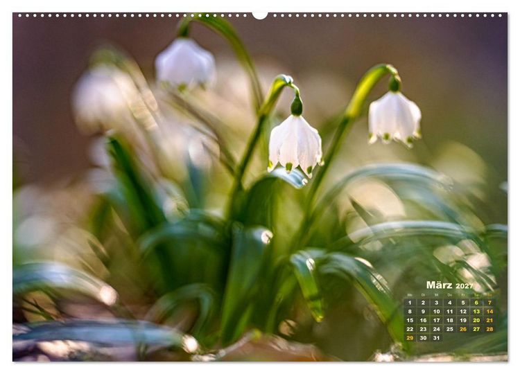 Produktbild: Waldspazierg&auml;nge: Entspannen - Kraft tanken - Besinnen auf sich selbst (Wandkalender 2027 DIN A2 quer), CALVENDO Monatskalender