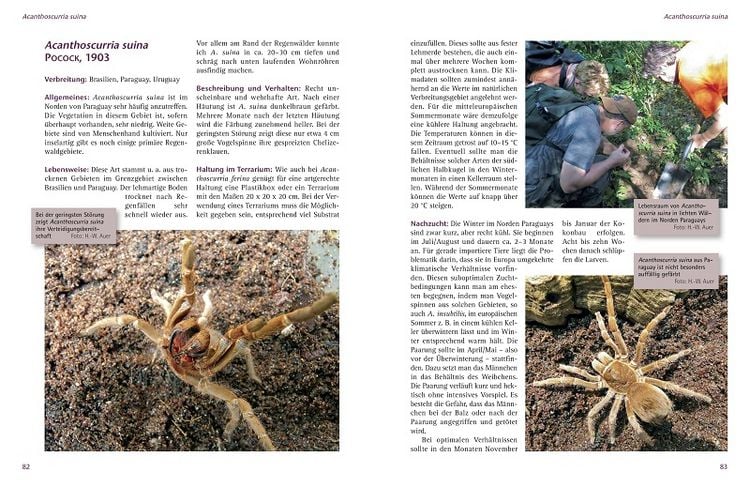 Produktbild: Zwergvogelspinnen