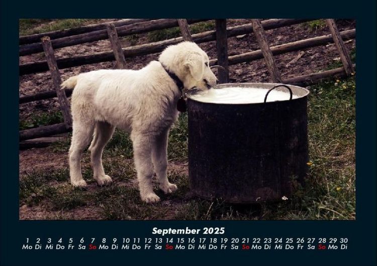 Produktbild: Welpen 2025 Fotokalender DIN A4