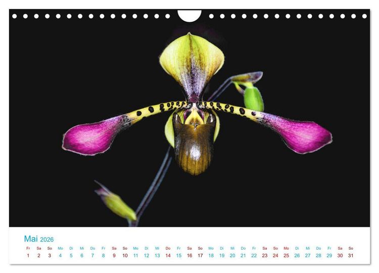 Produktbild: Die K&ouml;nigin der Blumenwelt, die Orchidee (Wandkalender 2026 DIN A4 quer), CALVENDO Monatskalender
