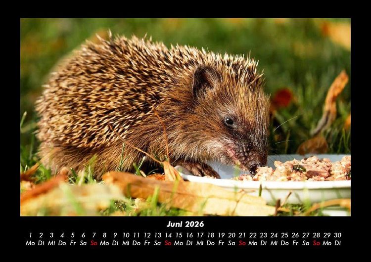 Produktbild: Der Tierkalender 2026 Fotokalender DIN A3