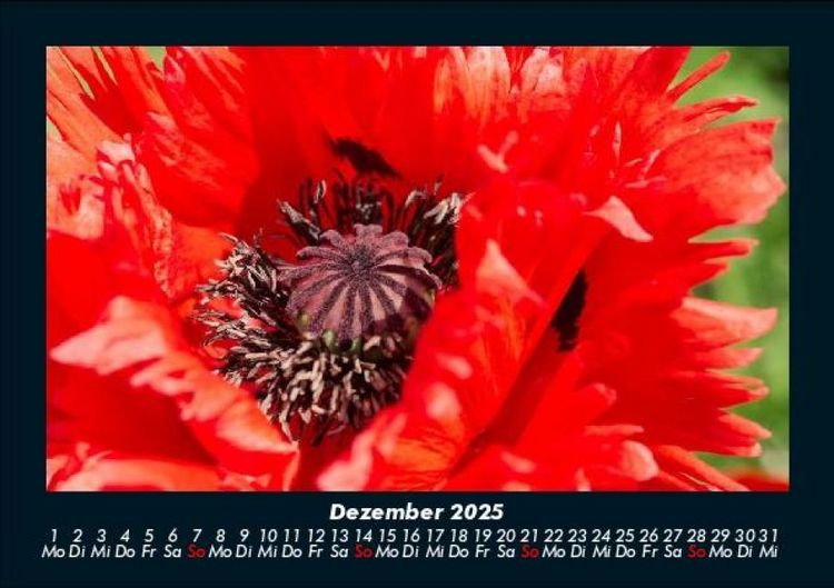 Produktbild: Blumenträume 2025 Fotokalender DIN A5