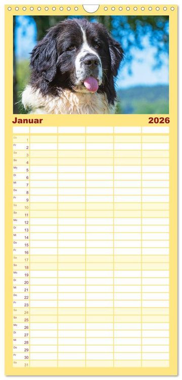 Produktbild: Familienplaner 2026 - Landseer - Ein starker Freund auf 4 Pfoten mit 5 Spalten (Wandkalender, 21 x 45 cm) CALVENDO