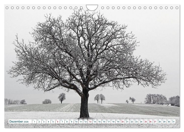 Produktbild: Ein Nussbaum von Januar bis Dezember (Wandkalender 2026 DIN A4 quer), CALVENDO Monatskalender