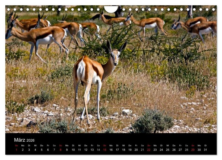 Produktbild: Namibias Tiere: von gro&szlig; bis klein (Wandkalender 2026 DIN A4 quer), CALVENDO Monatskalender