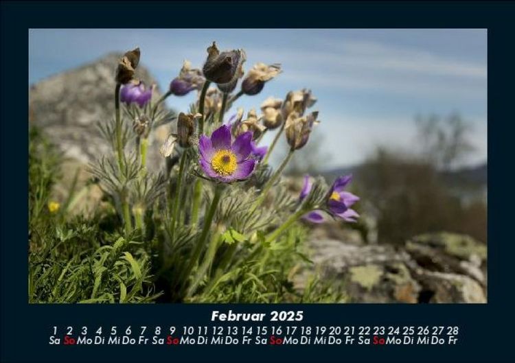 Produktbild: Blumentr&auml;ume 2025 Fotokalender DIN A5