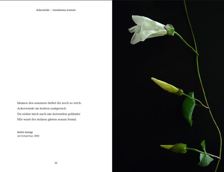Produktbild: Wildblumen