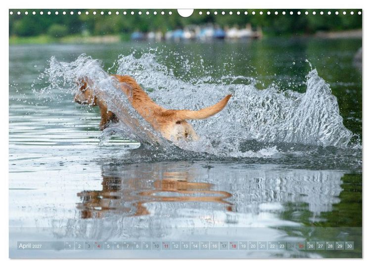 Produktbild: Labradore im Wasser (Wandkalender 2027 DIN A3 quer), CALVENDO Monatskalender
