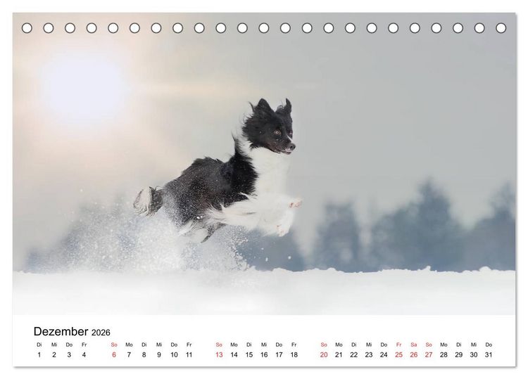 Produktbild: Border Collie - Bunt und clever! (Tischkalender 2026 DIN A5 quer), CALVENDO Monatskalender