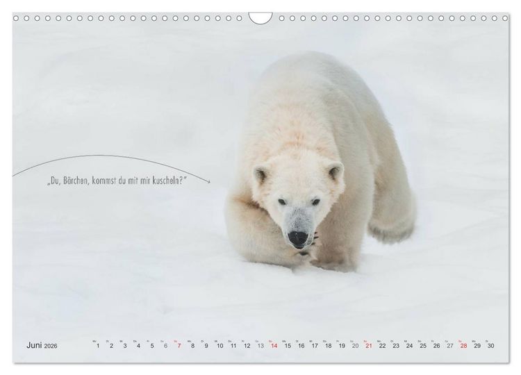 Produktbild: Emotionale Momente: Eisb&auml;ren - ganz menschlich gesehen. (Wandkalender 2026 DIN A3 quer), CALVENDO Monatskalender
