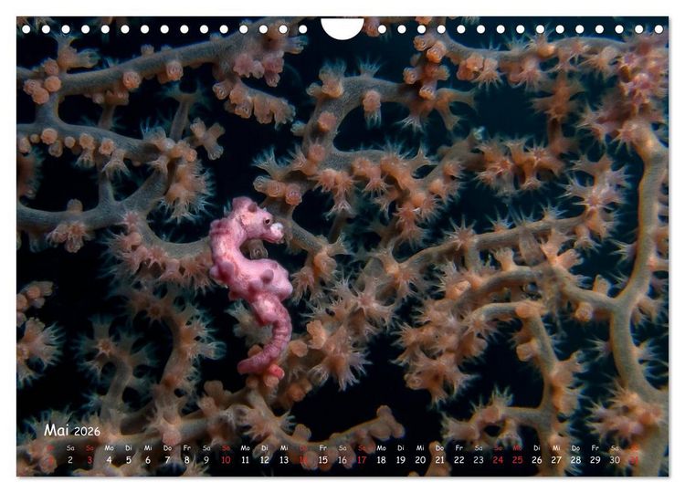 Produktbild: Hippocampus oder einfach nur Seepferdchen (Wandkalender 2026 DIN A4 quer), CALVENDO Monatskalender