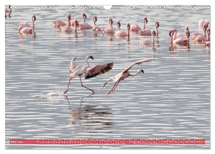 Produktbild: Flamingos am Lake Bogoria - Kenia (Wandkalender 2026 DIN A3 quer), CALVENDO Monatskalender
