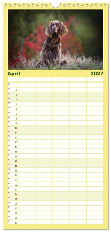 Produktbild: Familienplaner 2027 - Passion Jagdhund - Deutsch Langhaar mit 5 Spalten (Wandkalender, 21 x 45 cm) CALVENDO