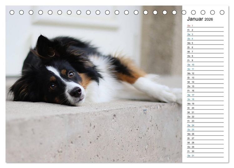 Produktbild: Australian Shepherd Tri Color (Tischkalender 2026 DIN A5 quer), CALVENDO Monatskalender