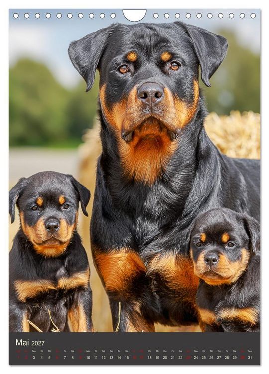 Produktbild: Rottweiler. Kraft, Herz und Treue (Wandkalender 2027 DIN A4 hoch), CALVENDO Monatskalender
