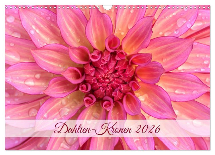Produktbild: Dahlien-Kronen (Wandkalender 2026 DIN A3 quer), CALVENDO Monatskalender