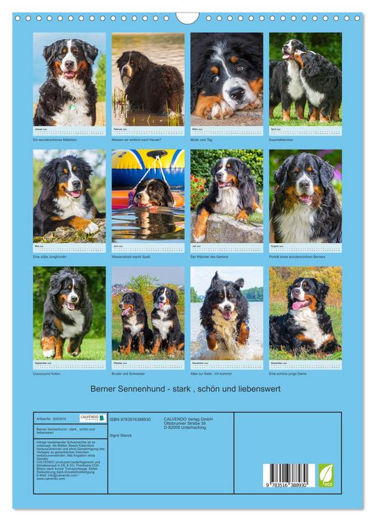 Produktbild: Berner Sennenhund - stark , sch&ouml;n und liebenswert (Wandkalender 2026 DIN A3 hoch), CALVENDO Monatskalender