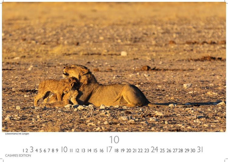 Produktbild: Big Cats Kalender 2027 &ndash; Wandkalender | Fotokalender Tierkalender 35x50cm &ndash; Wundersch&ouml;ner Gro&szlig;katzen-. mit beeindruckenden Fotos von Tiger| L&ouml;wen | Jaguar | Gepard | Luchs | Puma.